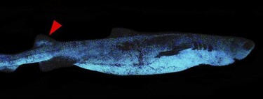 Se descubre este enorme tiburón bioluminiscente en las profundidades del océano frente a Nueva Zelanda