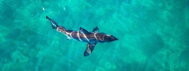 Se descubre que la dieta del tiburón blanco es más extraña de lo que se creía