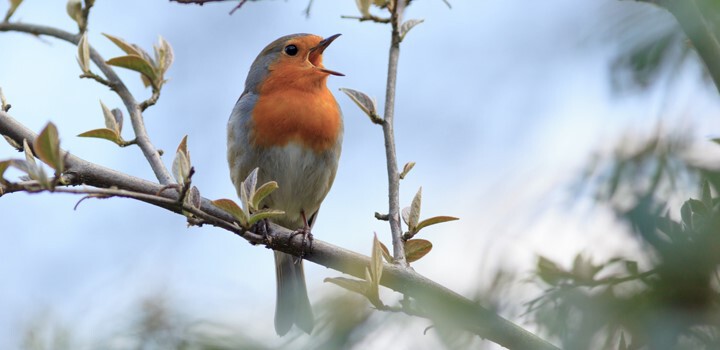 La banda sonora de la primavera es cada vez más silenciosa y menos variada: los cantos de los pájaros se están apagando