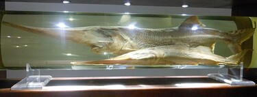 El pez de agua dulce con mayor masa alcanza los 300 kg, pero se extinguió en el año 2020