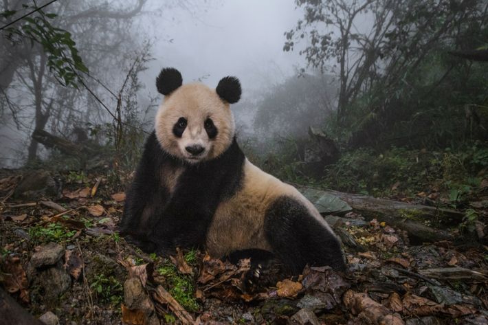 Las poblaciones de pandas gigantes se han recuperado lo suficiente como para que China retire a ...