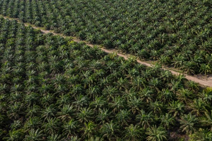 Algunos gobiernos locales de Indonesia están retirando los permisos de aceite de palma a las empresas ...