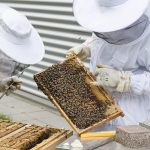 beekeeper-bees-beehive-hive-e1652945411454