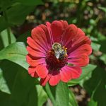 bumblebee-on-zinnia-butterfly-insect-bee