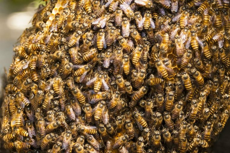 Día Mundial de las Abejas 2022