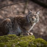 lynx-predator-hunter-wild-carnivores-wildcat