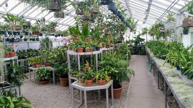 Los jardineros urbanos pueden ayudar a salvar las plantas nativas en peligro de extinción