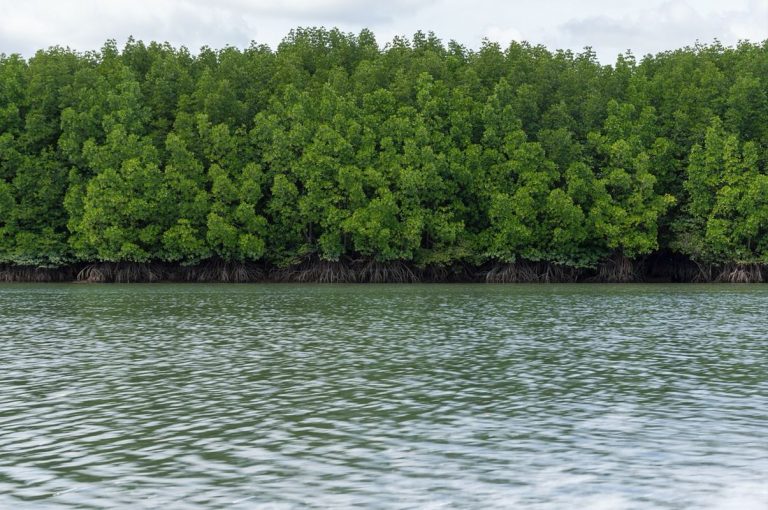 Plantar árboles en las costas podría salvar a los arrecifes de coral