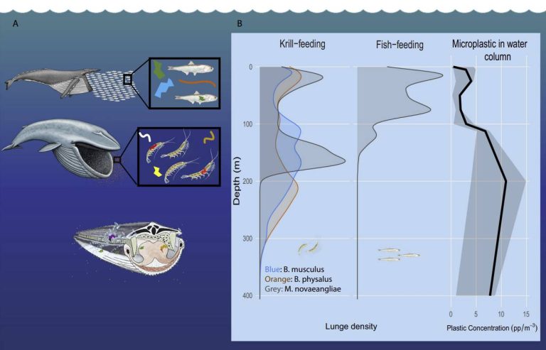 Las ballenas comen toneladas de microplásticos cada día