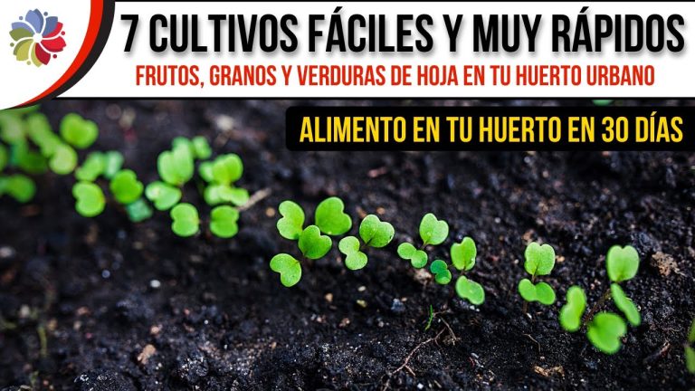 7 cultivos que crecen rápido y son muy fáciles de cultivar