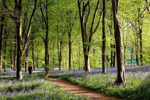 Savernake Forest en Gran Bretaña