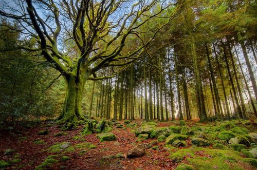 El bosque de Broceliande en la Bretaña francesa