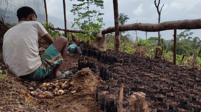 Indonesia: los “Tigres de Pining” están reforestando el ecosistema de Leuser