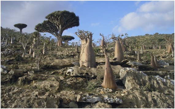 Socotra: el lugar más extraño del planeta