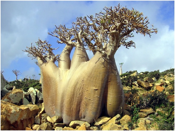 Socotra: el lugar más extraño del planeta