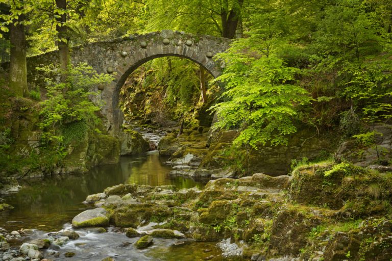 Bosques de Irlanda en peligro, quedan pocos nativos