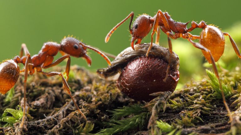 Las hormigas del bosque juegan un papel clave para regenerarlos