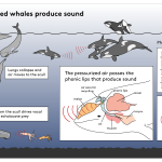 Inforgraphic-Whale-sound-feb2023-large