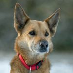 dog-crossbreed-mixed-breed-german-shepherd-x-e1685024789940