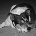 dog-mongrel-terrier-sad-e1685024733357