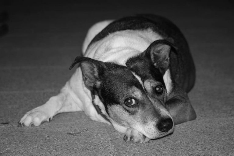 Día Mundial del Perro Sin Raza 2023