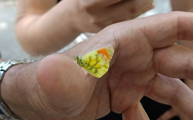 Mariposas singulares o en regresión en Barcelona