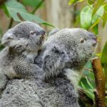 female-koala-and-her-baby-australian-lazy-cute-mom-and-baby-e1682409095557