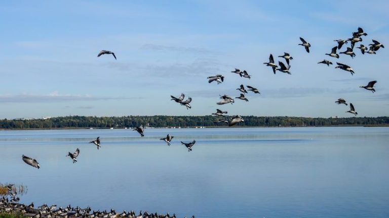 Día Mundial de las Aves Migratorias 2023 – ¡Bienvenidas!