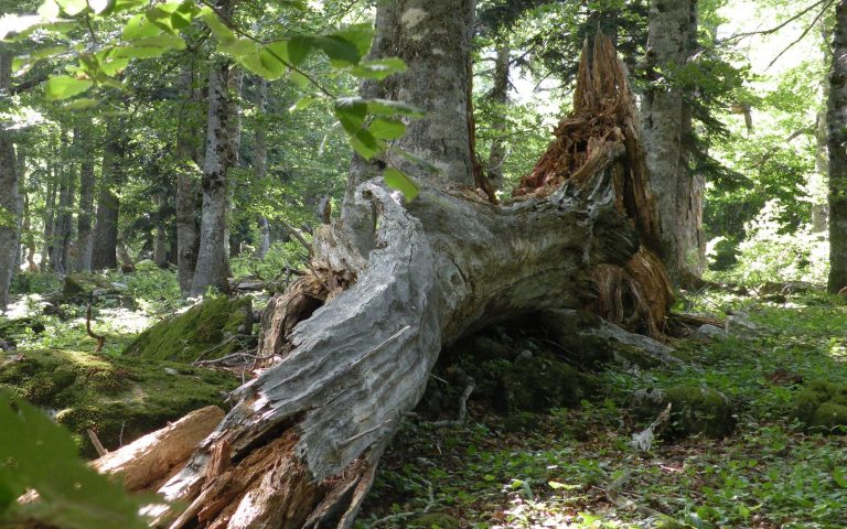La madera muerta en el bosque es fuente de vida