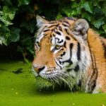 animal-animal-themes-animals-in-the-wild-one-animal-tiger-big-cat-animal-wildlife-e1690556669109