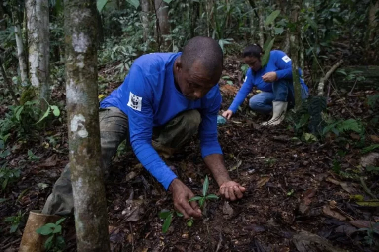 ¿Qué son los “Árboles Madre” que WWF y HP están plantando en la Mata Atlántica?