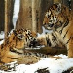 tiger-snow-cat-young-animal-e1690556510689