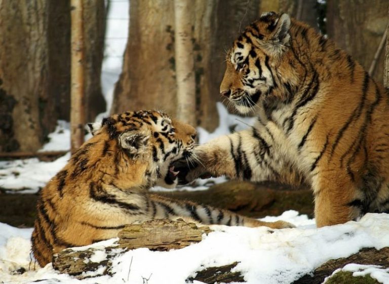 Día Internacional del Tigre 2023