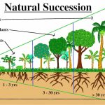 ariwake_post_agricultura_007_agricultura_Sintropica_sucesion_natural_bosque_w