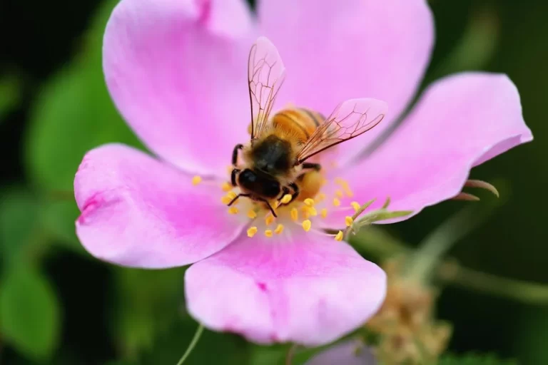 Reconocen a las abejas como sujeto de derecho y a los mayas como sus guardianes