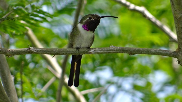 Destrucción del hábitat y brujería, dos amenazas para el colibrí tijereta