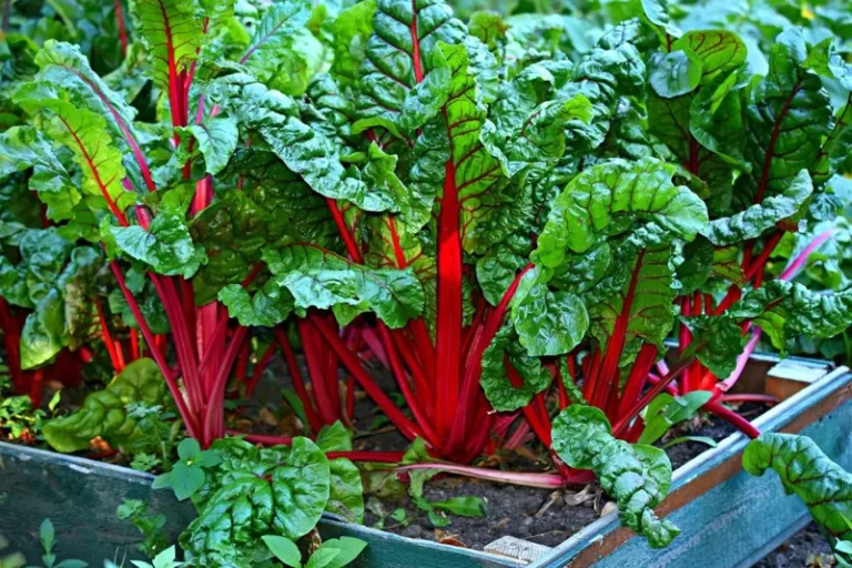 Cómo crear un huerto sostenible en tu hogar