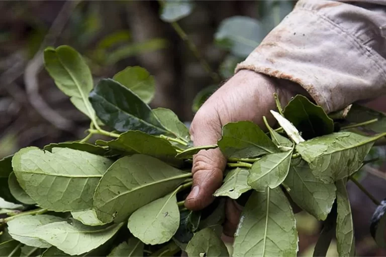 Enfoque biocultural para la conservación de la naturaleza