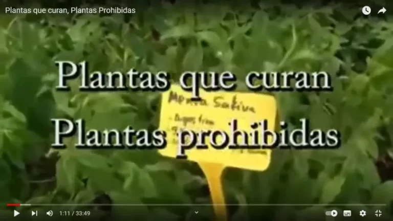 Plantas que curan