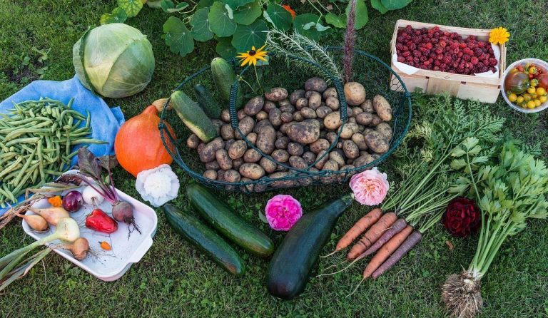 ¿Qué necesitas para producir tus propios alimentos?