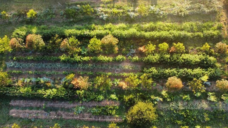 Bosques Sintrópicos de Alimentos