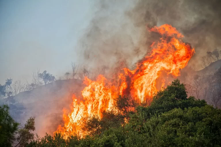La estrategia de los árboles para evitar el humo de incendios forestales