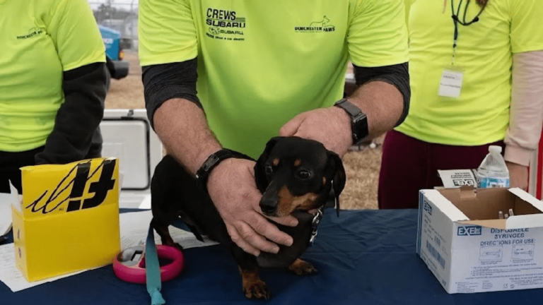 Un refugio reubica a más de 300 mascotas antes de la tormenta Debby