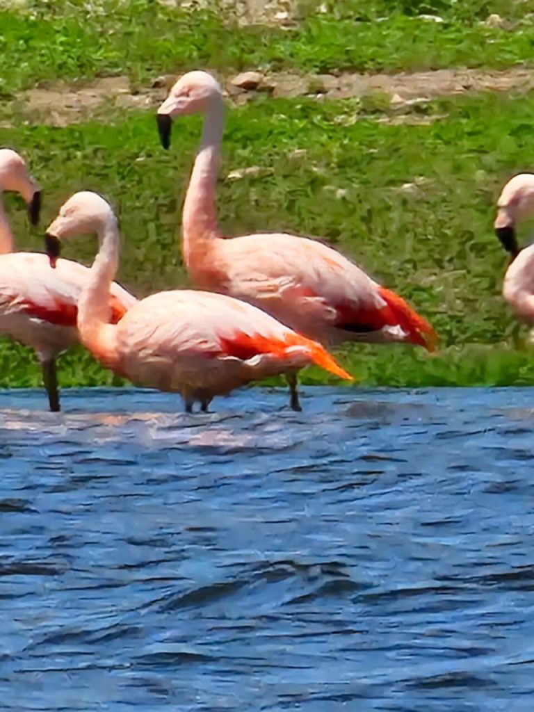 Descubrimiento inusual: flamencos rosados estuvieron de visita en el dique San Roque