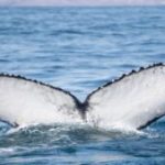 ballenas-jorobadas-NOTICIAS.POSITIVAS-300×169-1