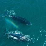 ballenas-jorobadas-NOTICIAS.POSITIVAS2-1024×576-1
