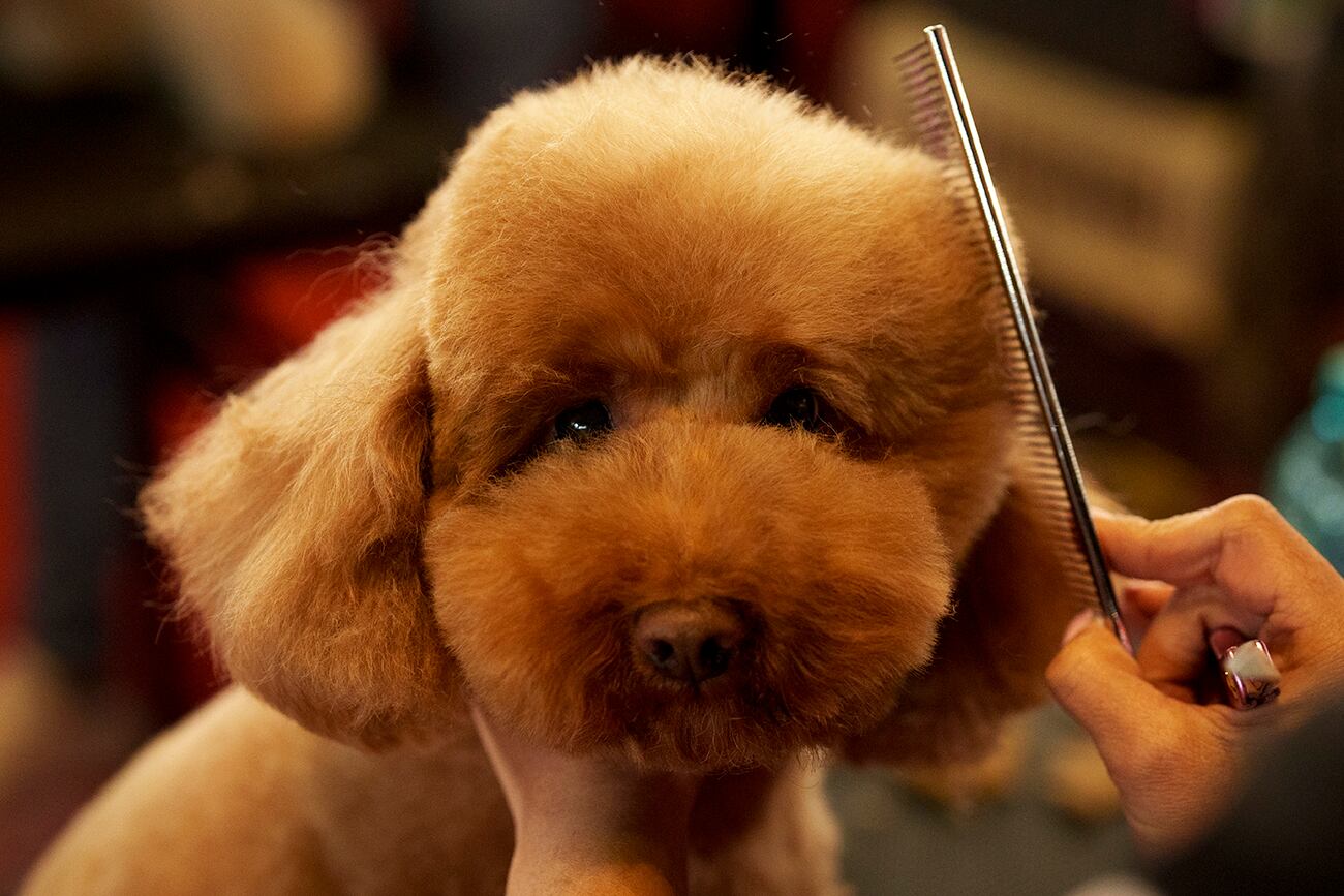 El cuidado no solo de salud, sino estético de los perros ha crecido. (AP)