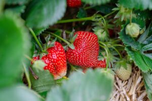 fresas Un proyecto europeo fabricará bioenvases alimentarios a partir de desperdicios de fresas