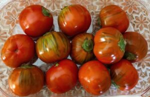 NdP_Imagen de berenjena escarlata “Rossa di Rotonda”, especie infrautilizada empleada en el estudio. Wikimedia Commons Un nuevo método permite silenciar genes en plantas para mejorar el rendimiento de los cultivos