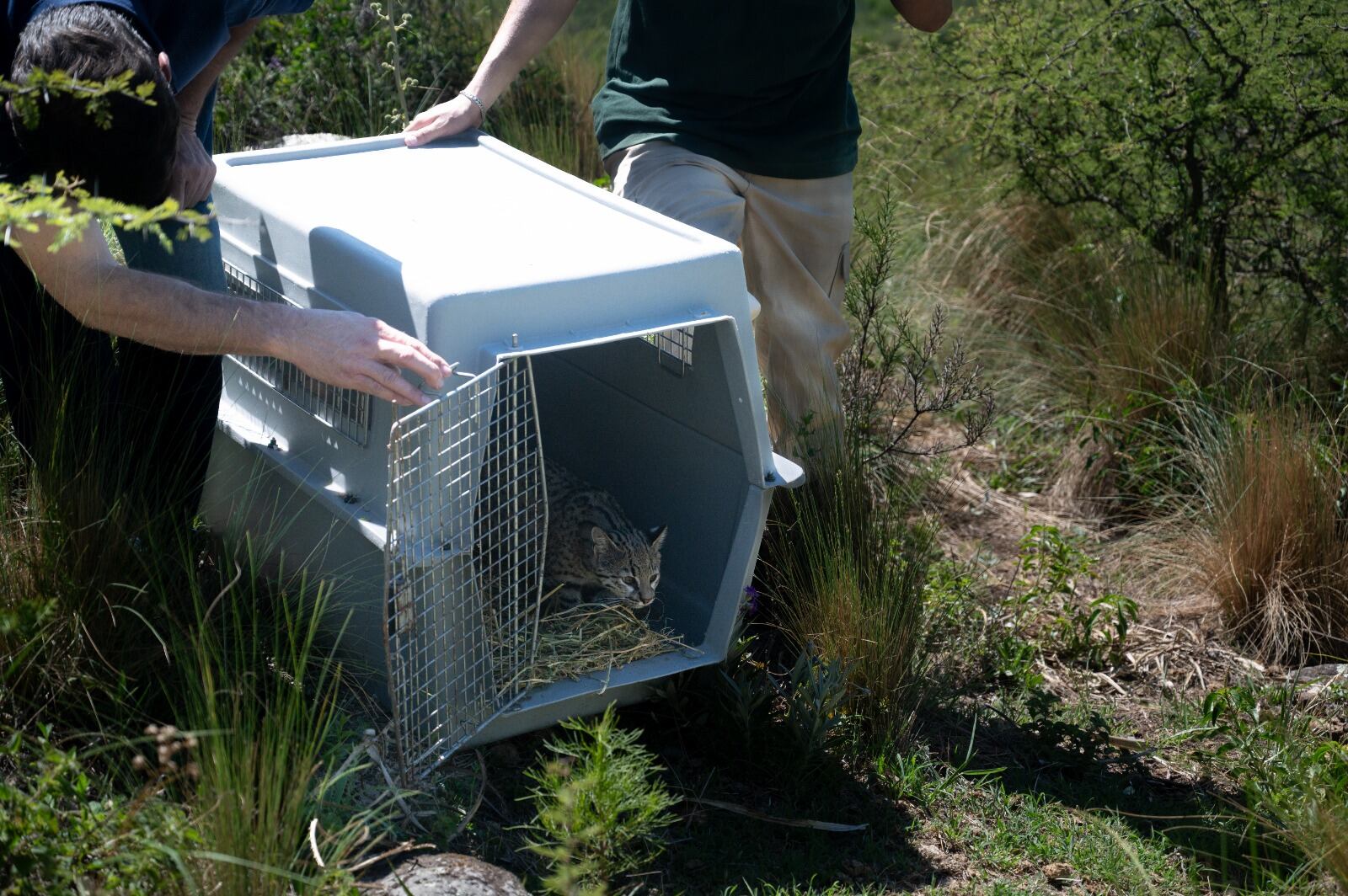 Ya están en su hábitat natural un gato montés, un zorro gris, cuatro jotes cabeza negra, tres cardenales copete rojo, un pepitero de collar, una corbatita común y dos comadrejas.